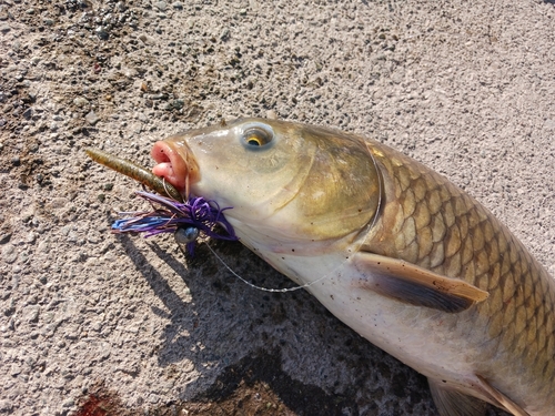 コイの釣果