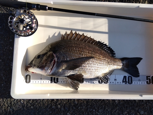 チヌの釣果