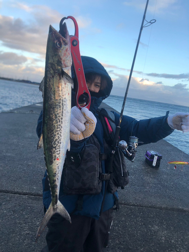 サゴシの釣果