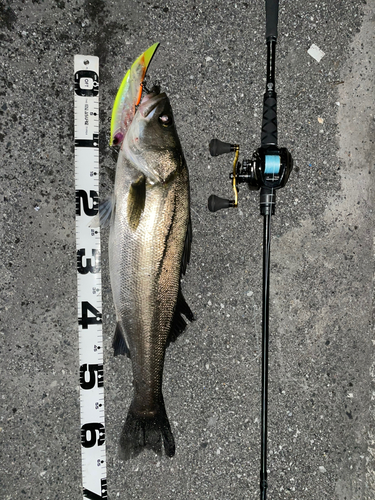 シーバスの釣果