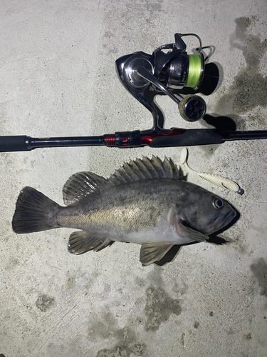 クロソイの釣果