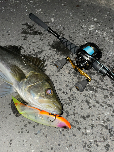 シーバスの釣果