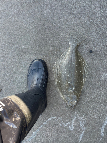 ヒラメの釣果