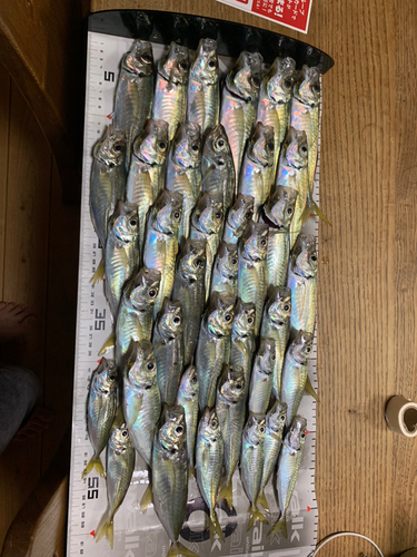 アジの釣果