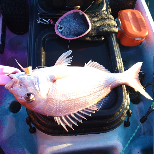 マダイの釣果