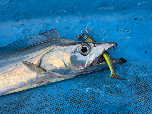 タチウオの釣果