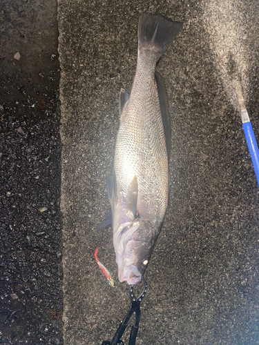 オオニベの釣果