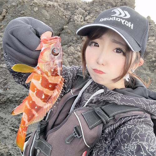 アカハタの釣果