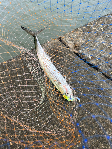 サゴシの釣果