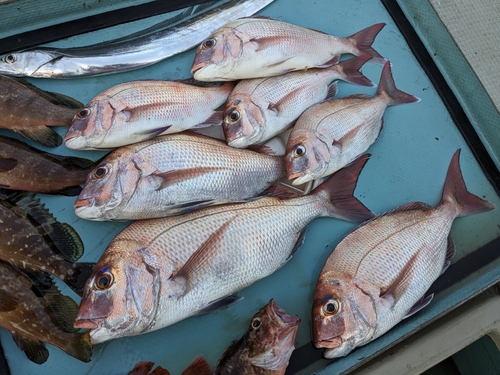 マダイの釣果