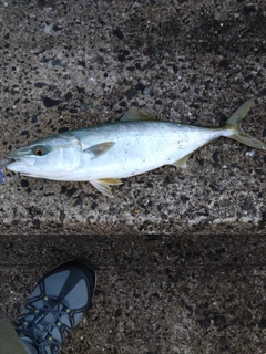 ハマチの釣果