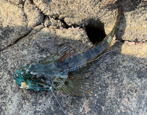 アナハゼの釣果