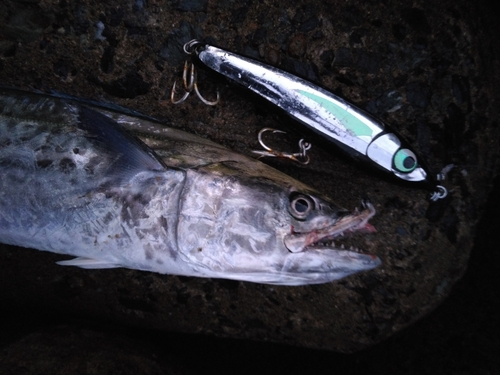 サゴシの釣果