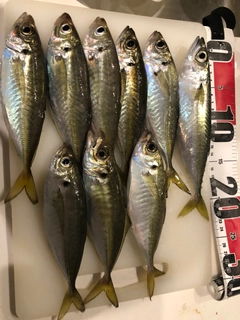 アジの釣果