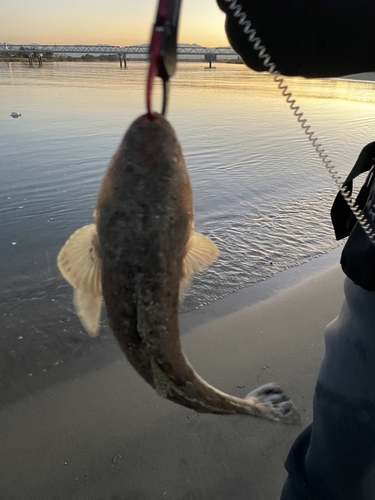 マゴチの釣果