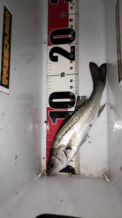 セイゴ（マルスズキ）の釣果