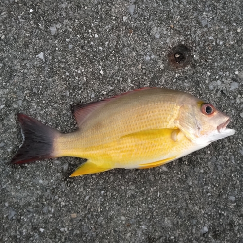 オキフエダイの釣果