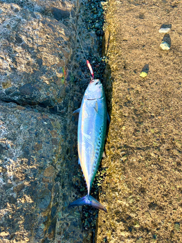 マルソウダの釣果