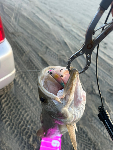 スズキの釣果