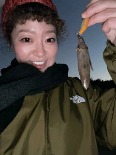 ヒイカの釣果