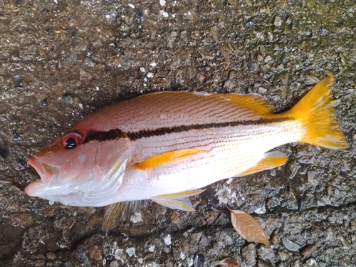 タテフエダイの釣果