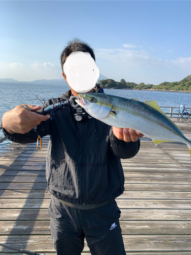 ヤズの釣果