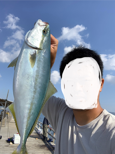 ヤズの釣果