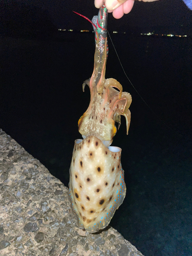 コウイカの釣果