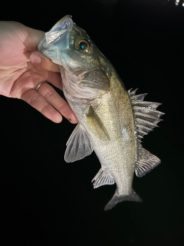 セイゴ（マルスズキ）の釣果