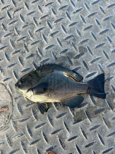 メジナの釣果