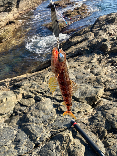 アカエソの釣果