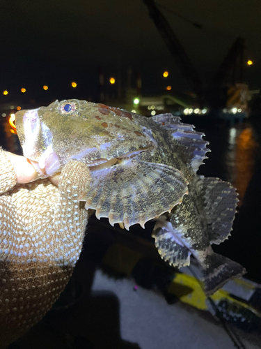 ギスカジカの釣果