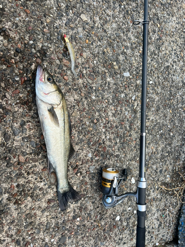 フッコ（マルスズキ）の釣果