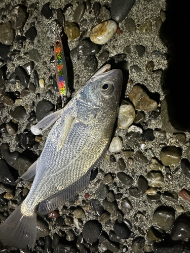 ニベの釣果