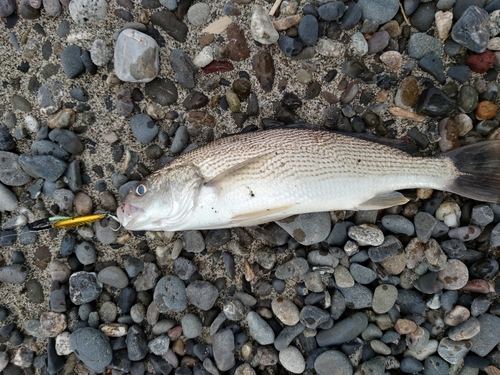 イシモチの釣果