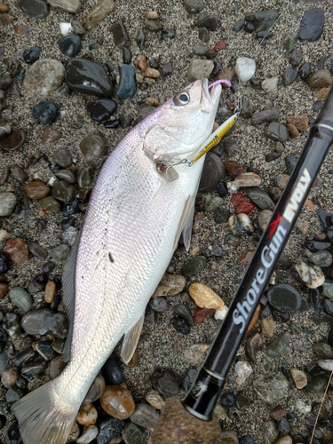 ニベの釣果