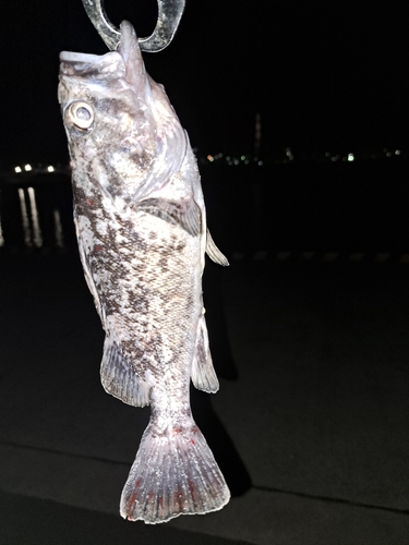 クロソイの釣果