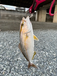 ショゴの釣果