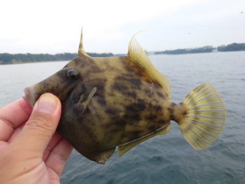 カワハギの釣果