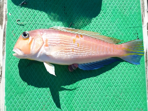 アカアマダイの釣果