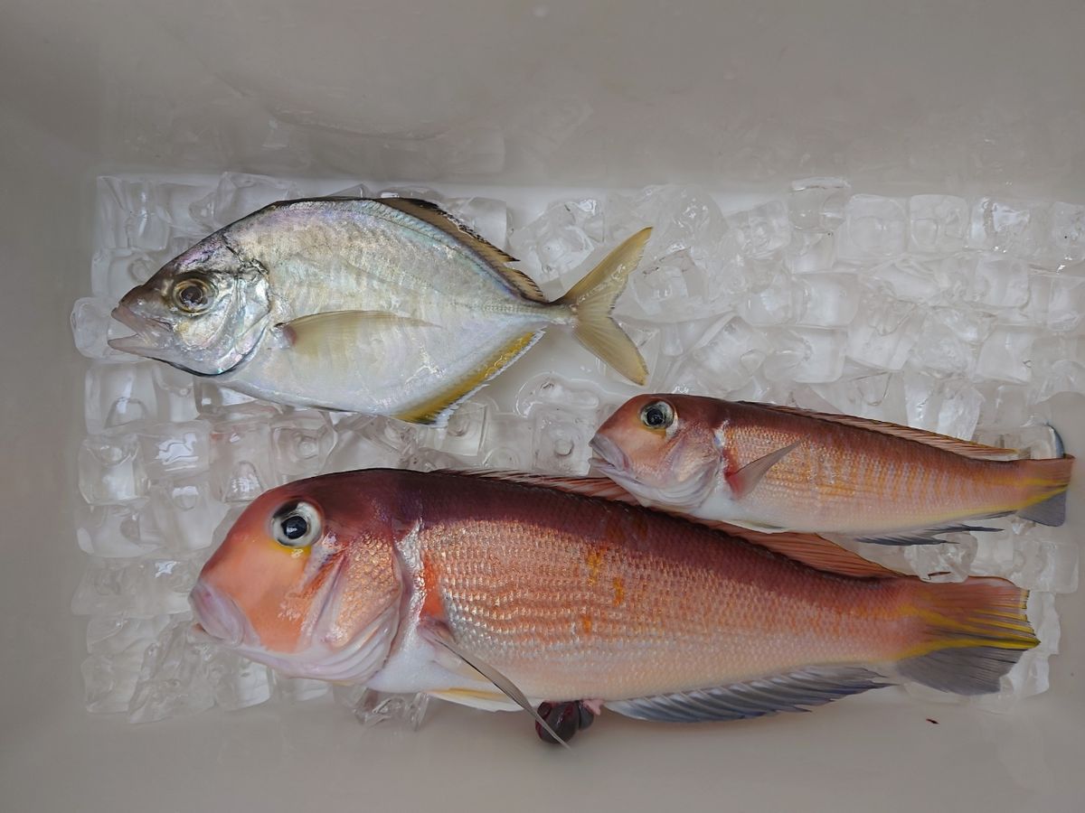 相模のTakaさんの釣果 2枚目の画像