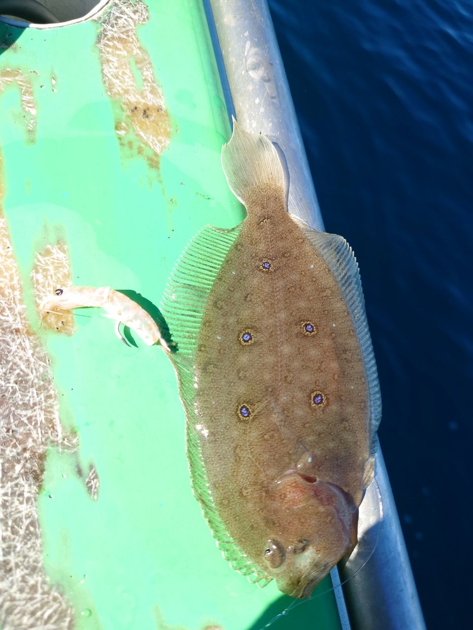 相模のTakaさんの釣果 3枚目の画像
