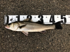 ハネ（マルスズキ）の釣果