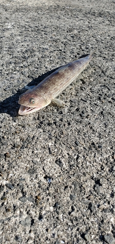 エソの釣果