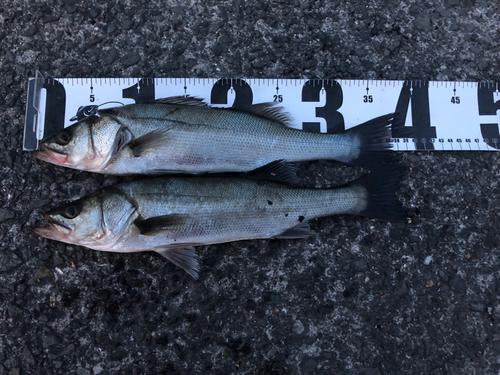 セイゴ（マルスズキ）の釣果