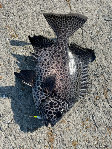 イシガキダイの釣果