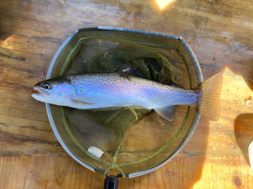 ニジマスの釣果