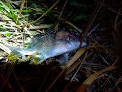 キチヌの釣果