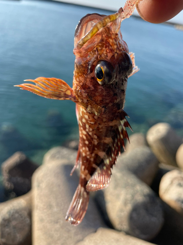 アラカブの釣果