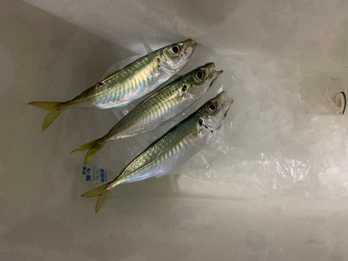 アジの釣果